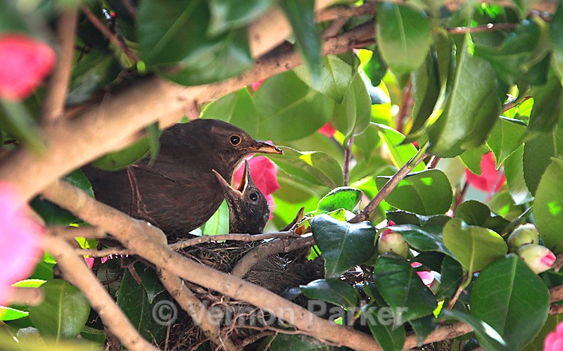 Blackbird & young - Wild Birds