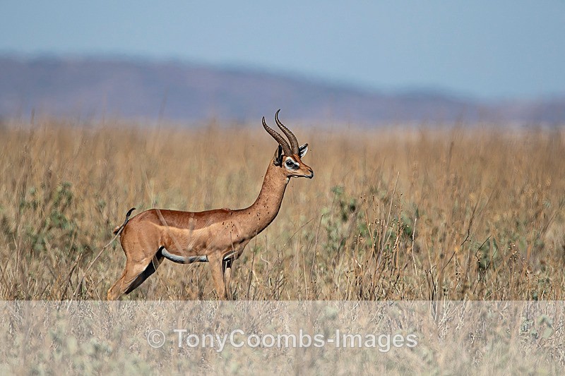 Gerenuk (m) - Lewa ~ Other Mammals