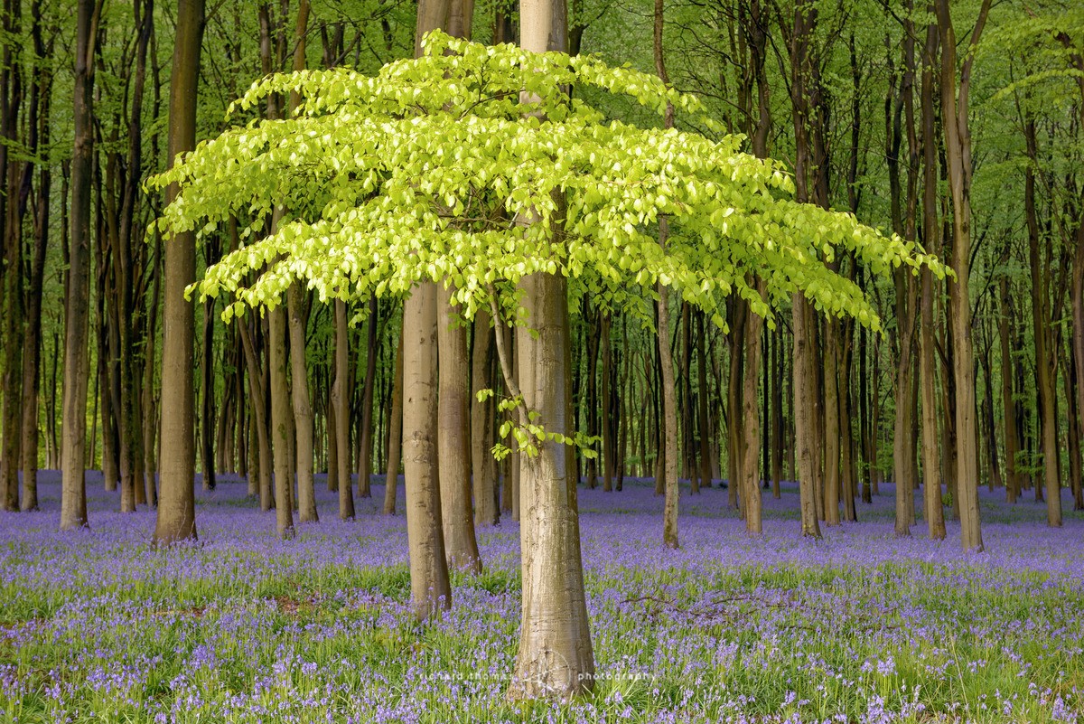Green umbrella - BlueWood