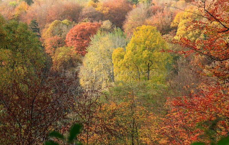 Stourhead gardens during autumn_008 - Latest Images