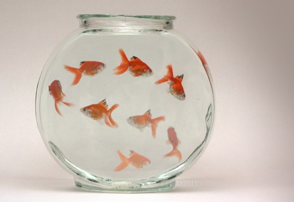 Assignment 3 - The Goldfish - 2006 Finalist in Popular Photography's Photographer of the Year