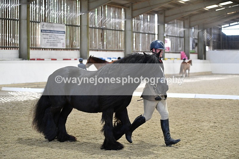 WJ5_4260 - Class 6 In hand M&M - Large Breeds