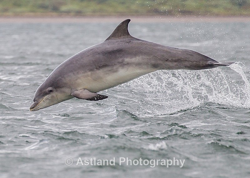 Astland Photography, Bird and Wildlife Images, Susan and Peter Wilson, U.K.