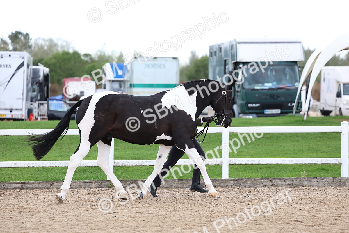 SBM_05010 - Class 27 - IH Competition Horse or Pony