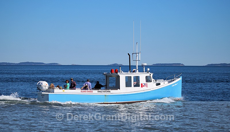 Whale Watching - Boats