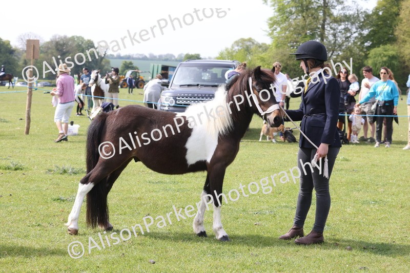 20260426-3187 - Class 26 - Shetland Ponies and Minitures