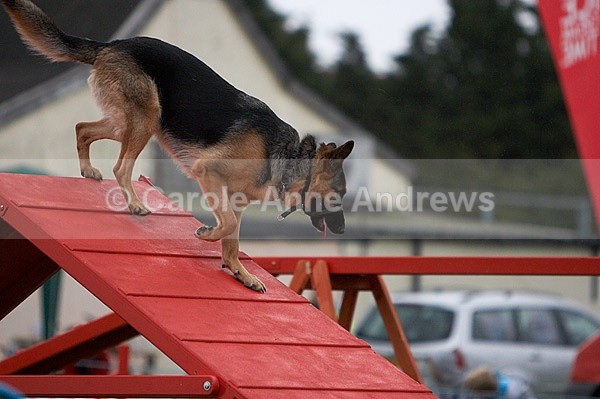  - Tendring Agility Group- St Osyth Summer Fete