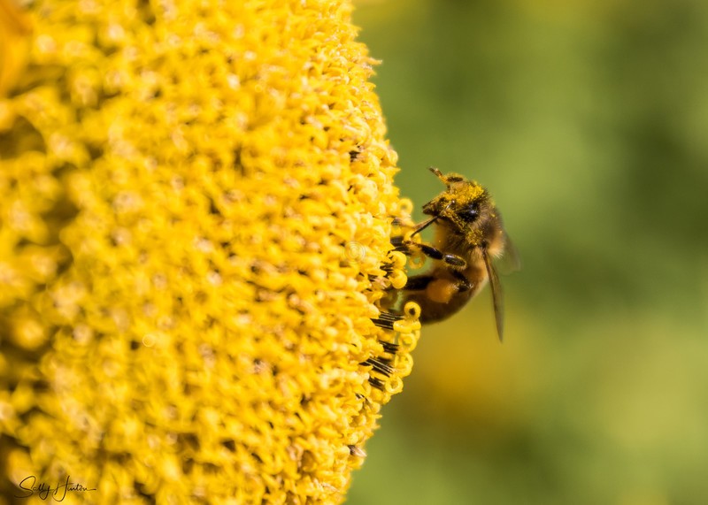 Sunflower and Bee 25
