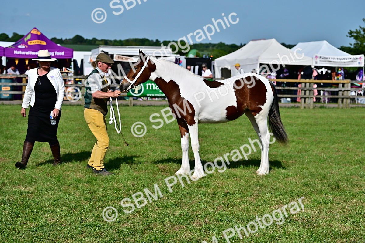 SBM_10024 - Class 63-65 - Traditional Gypsy Cobs In Hand & Ridden