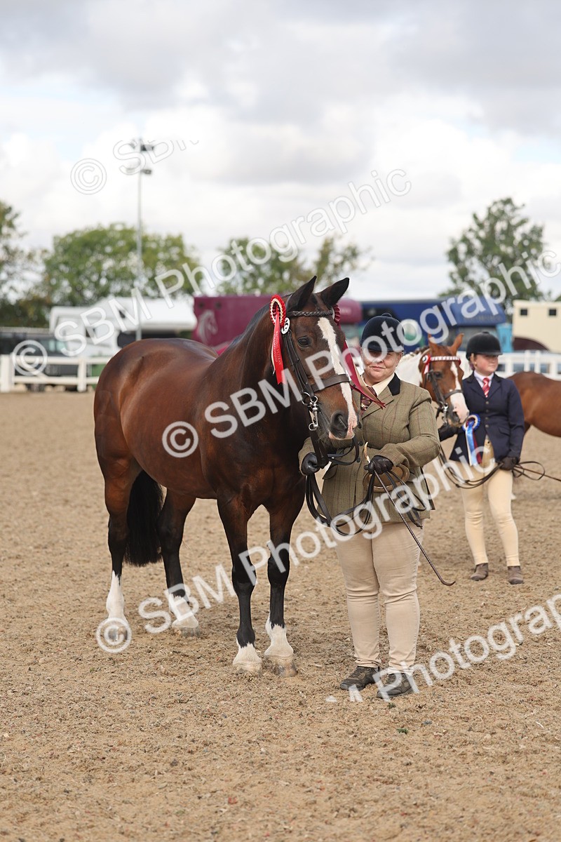SBM_04374 - Class 17 - Prettiest Mare (IH or Ridden)