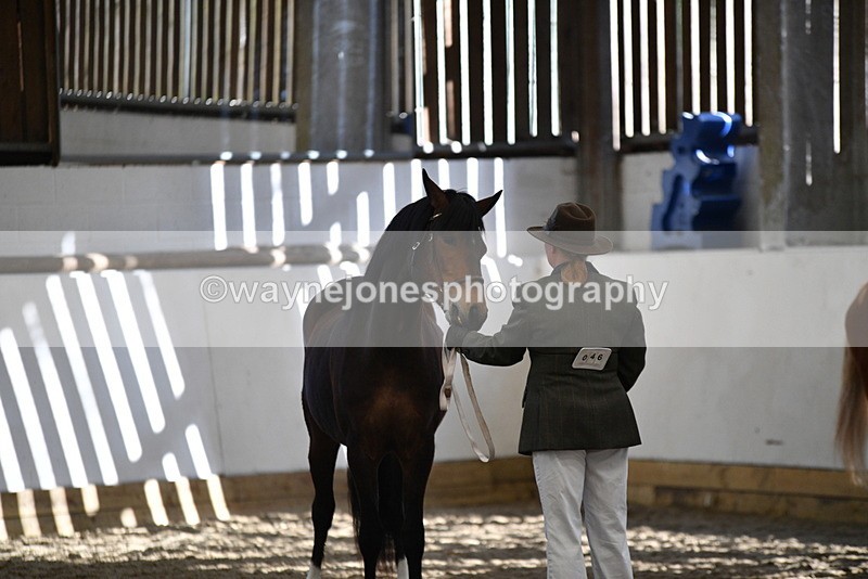 WJ5_4446 - Class 6 In hand M&M - Large Breeds