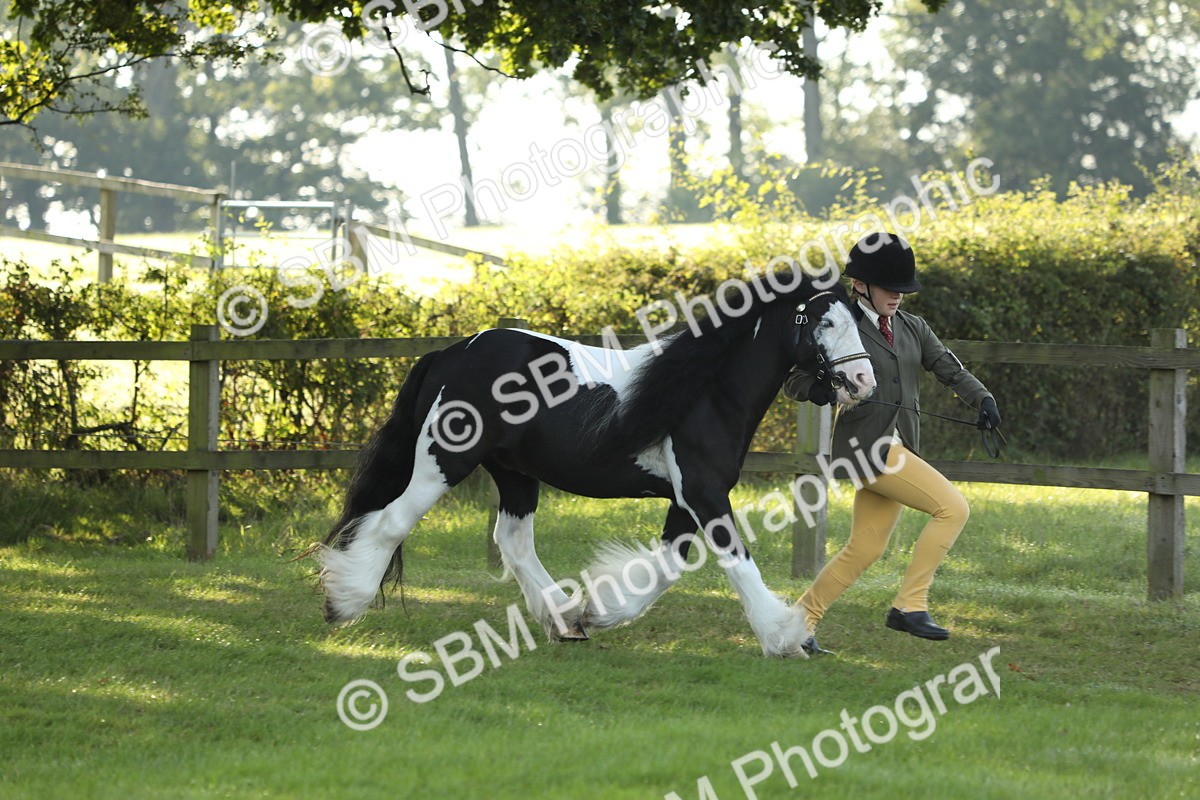 SBM_60862 - S43 - Coloured Pony In Hand