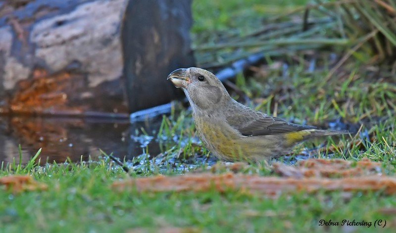 Parrot Crossbill - Birds