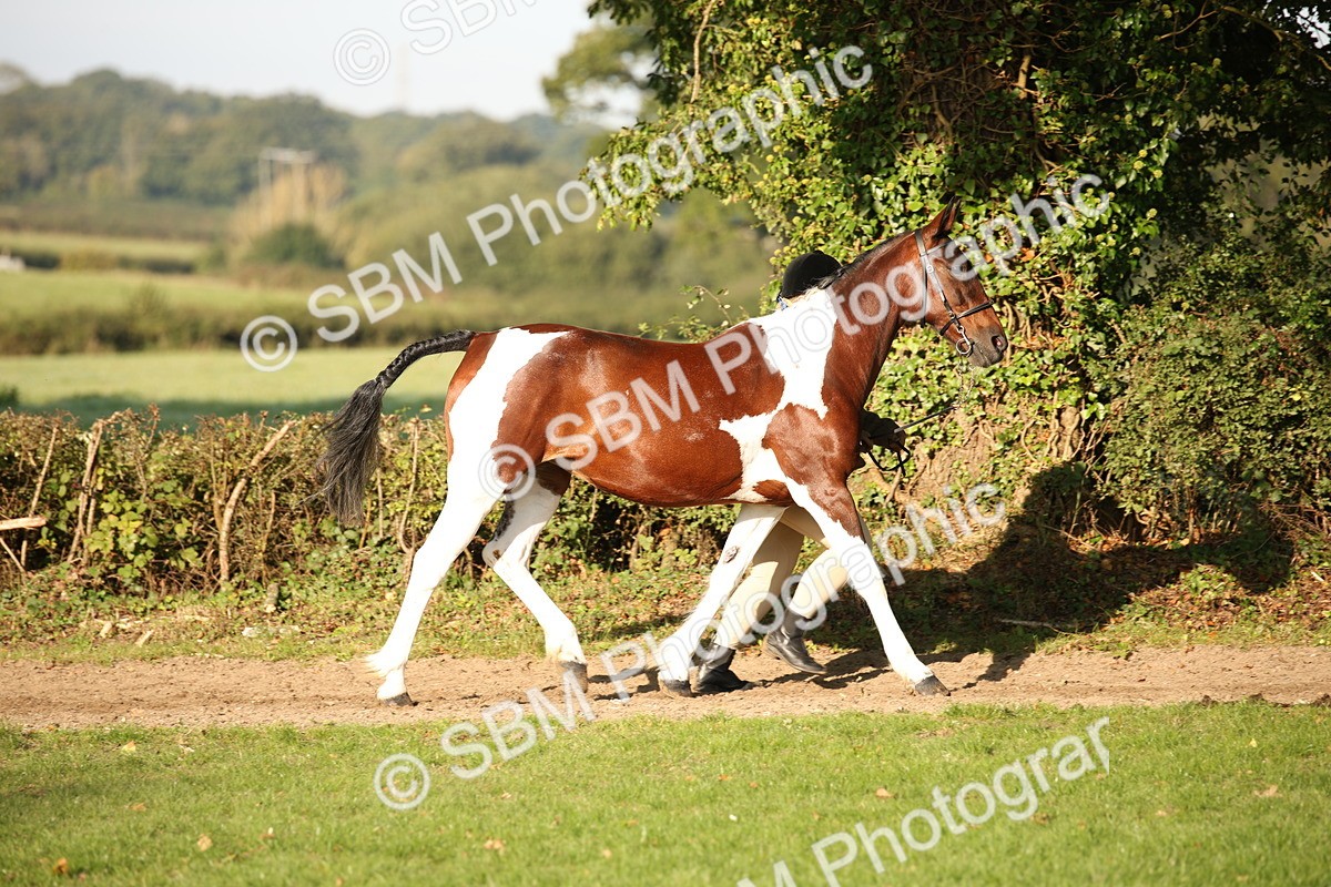 SBM_58697 - S51 - Piebald & Skewbald Horse In Hand