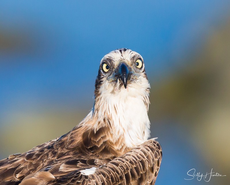 Osprey with Luderick 15