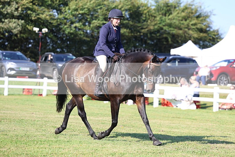 3E7A5485 - Class 2: Rising Star Large Hack/Riding Horse