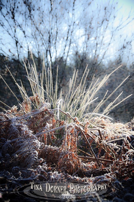 Frost on Grasses in bracken. Winter Landscape portfolio by Tina Dorner Photography,  Forest of Dean and Wye Valley, Gloucestershire