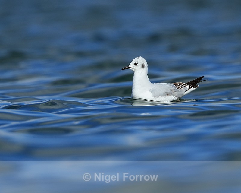 Bonaparte's Gull on water, Farmoor Reservoir - Bonaparte's Gull