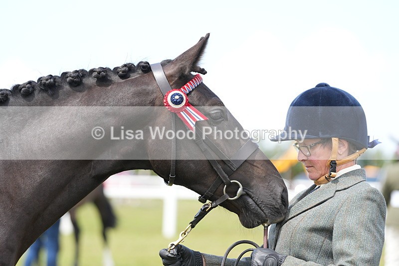 DSC06240 - Class 54: Hunter/Riding Horse/Hack 1 & 2 yr olds