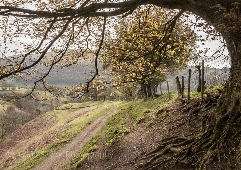 Small Batch sheep - The Literary Landscape of Shropshire