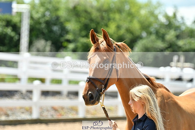 230719A-140347-00528 - Trot Up 2pm to 3pm
