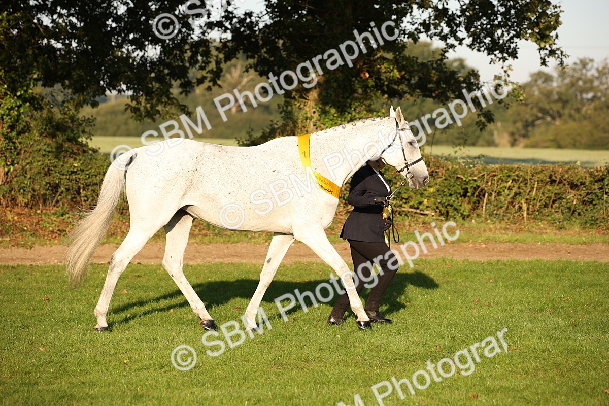 SBM_56934 - S49 - Riding Horse & Hack & Thoroughbred In Hand