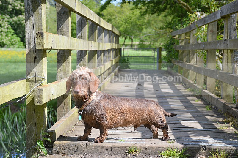  - Dachshunds