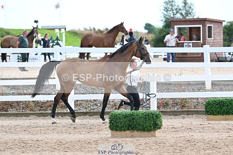 240717A-142742-02071 - Trot Up 2pm to 3pm - This folder is not in time order