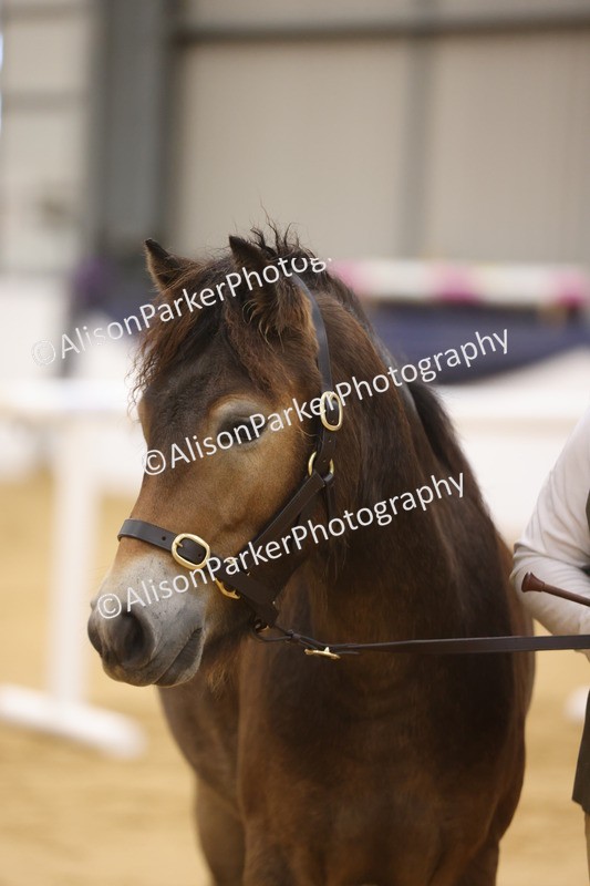 20260913-1070 - Class 109 - Bred On Exmoor In Hand