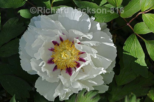 Peony (species) - Flowers