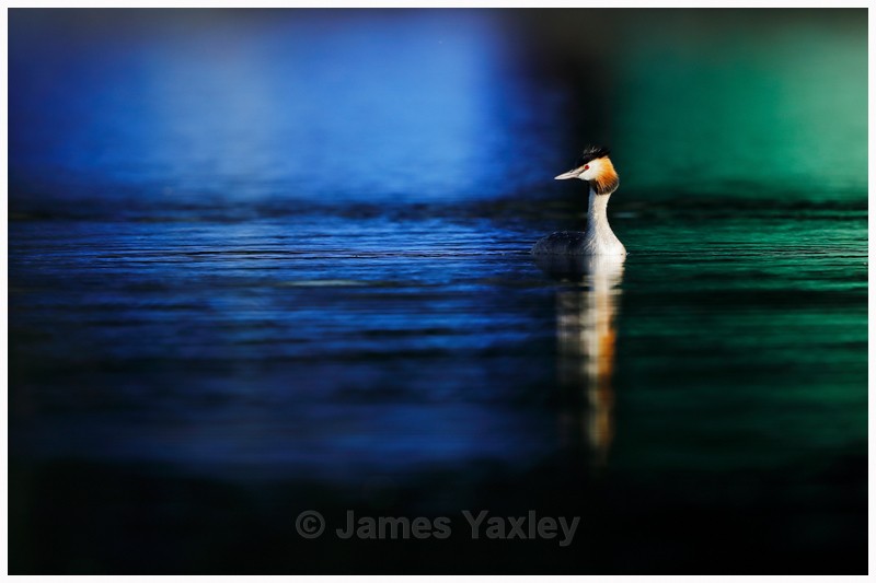 Great Crested Grebe on Green and Blue - Latest Work