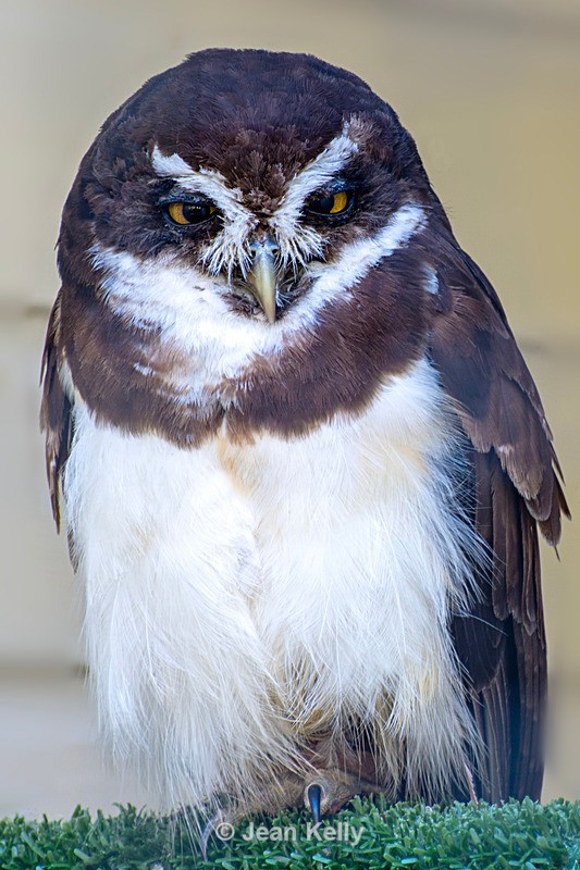 Spectacled Owl - DSC_1169 - Birds