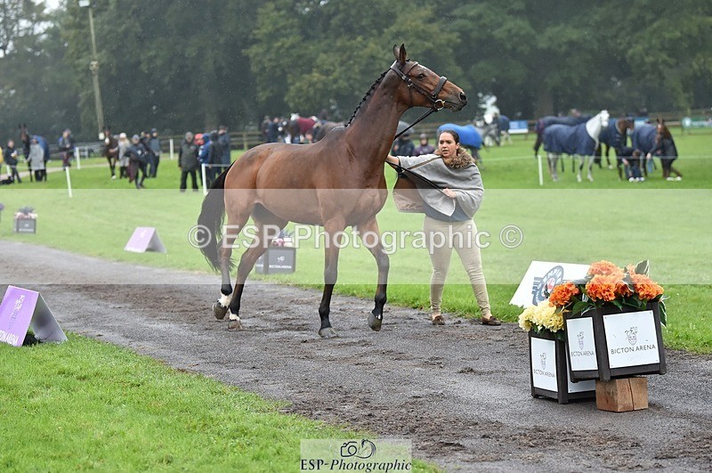 231018-121658-00183 - 025-LYRICAL.II-Harriet.Dickin-TrotUp