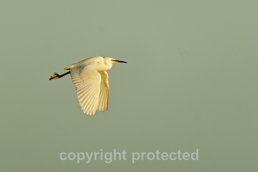 Little Egret - Donna Nook - Lincolnshire - Birds
