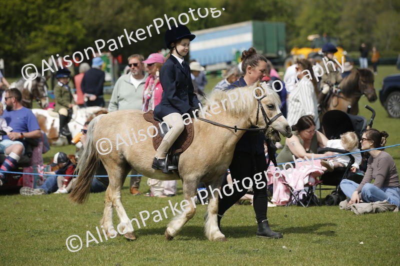 20260426-1827 - Class 7 - Pony Judge Would Most Like To Take Home