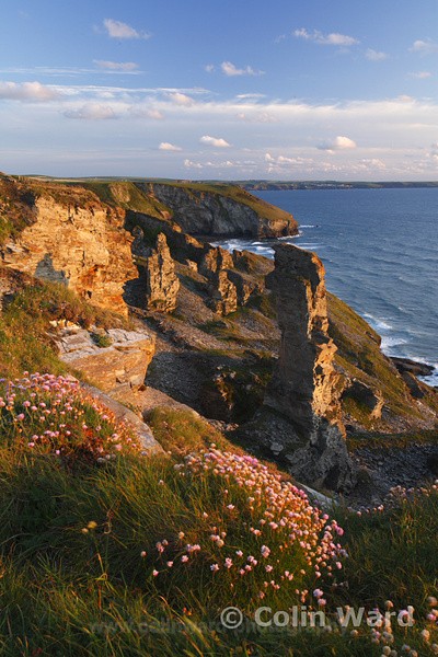 Cliffs at Tintagel looking towards Trebarwith Strand. Ref 2402 - Cornwall
