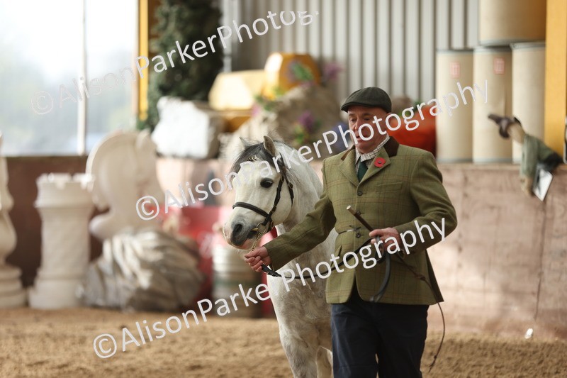 20251109-0523 - Class 20 - Stallions 4 Years and over