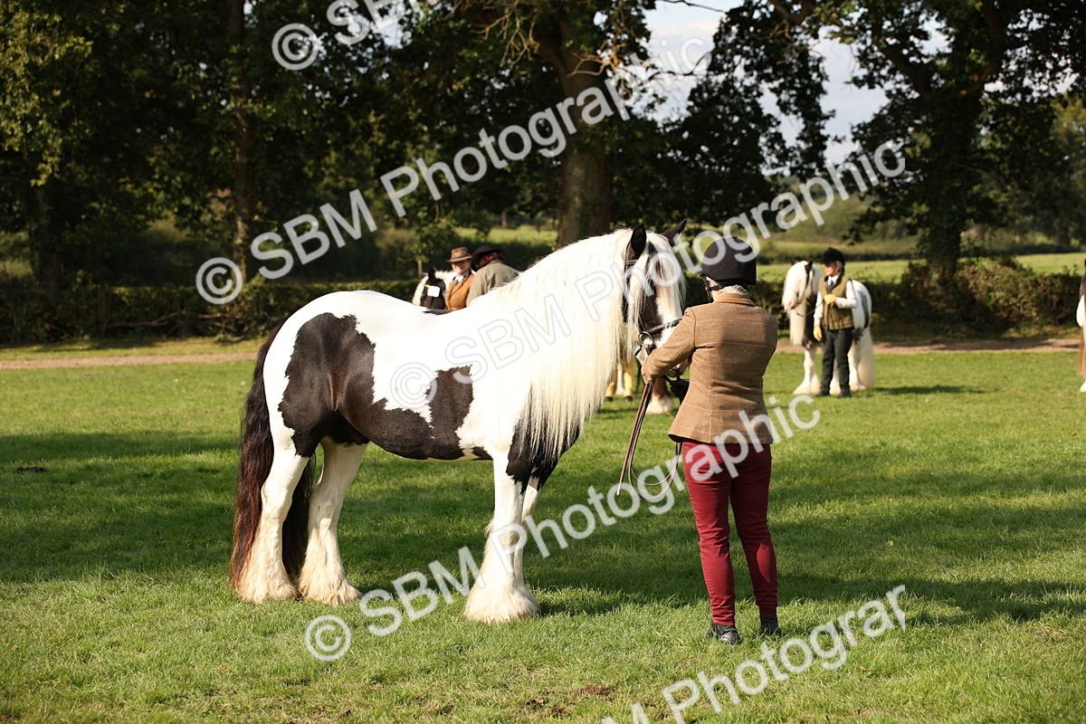SBM_62256 - S55 - Traditional Cob In Hand