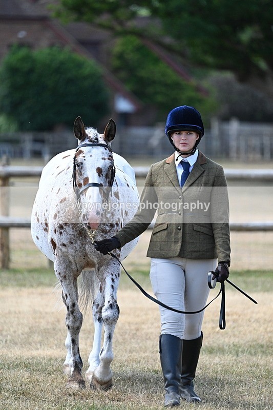 WJ7_2311 - Class 5a Most Handsome Gelding in hand (above 14.2hh)