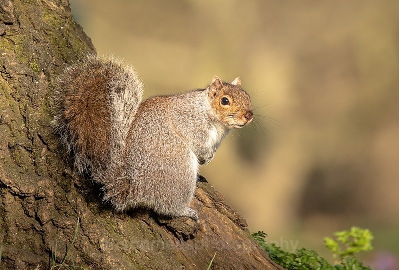  - British Wildlife