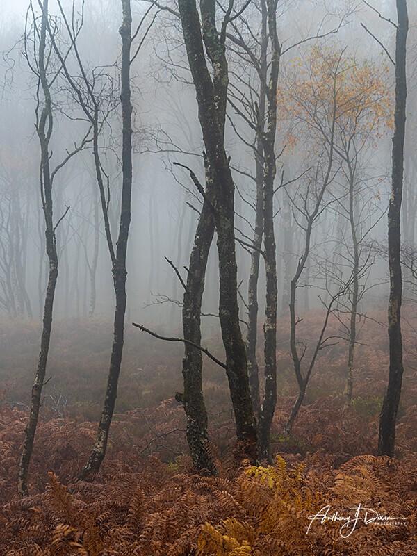  - Woodland
