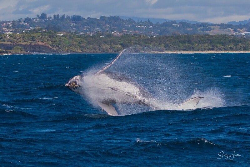 0A3A6392 - 2024 Whale Photos