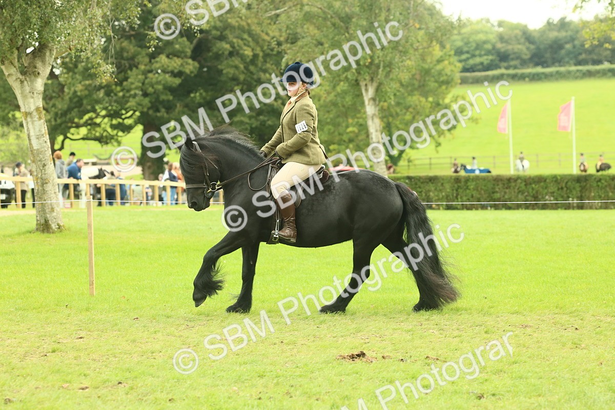 SBM_71928 - S60 - Mountain & Moorland Ridden Large Breeds
