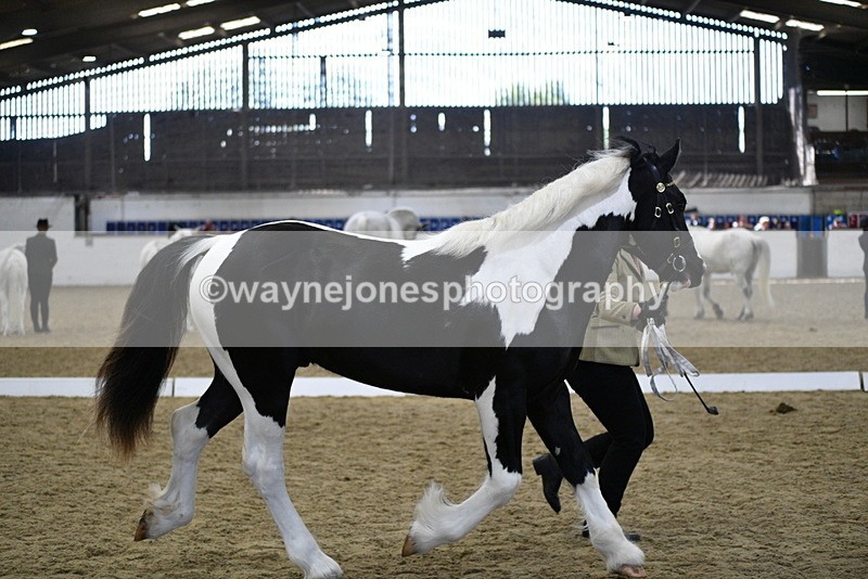 WJ5_4857 - Class 7 In hand coloured / odd coloured