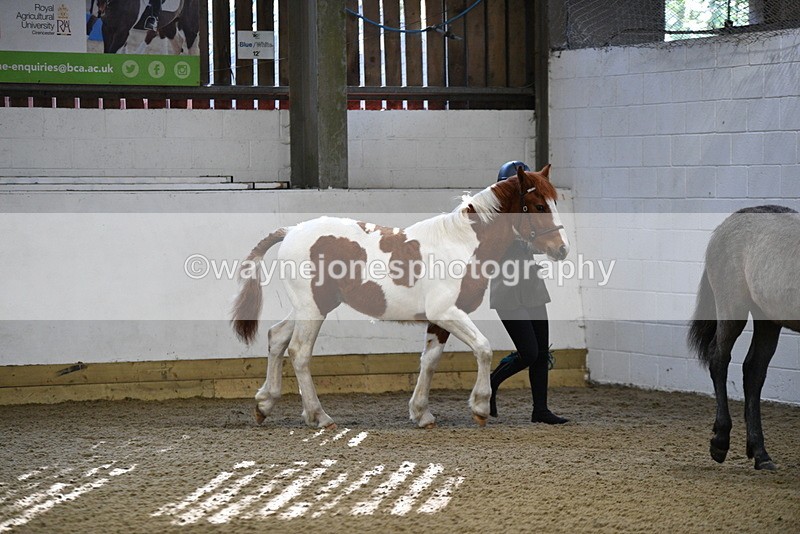 WJ5_3349 - Class 1 Youngstock