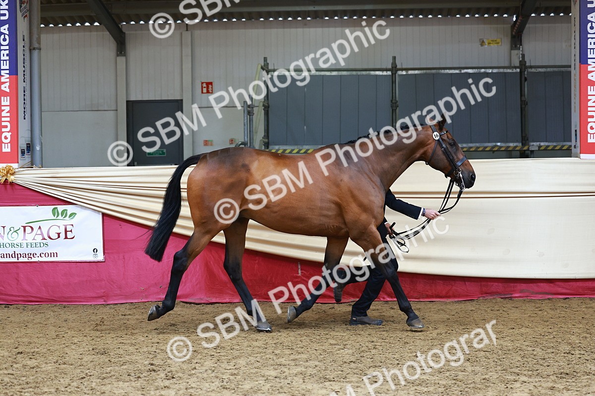 SBM_23196 - Class 903 - Supreme Final - IH Pre Vet