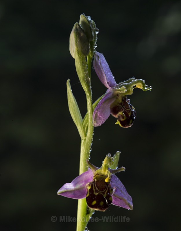 Bee Orchid - BEE ORCHIDS