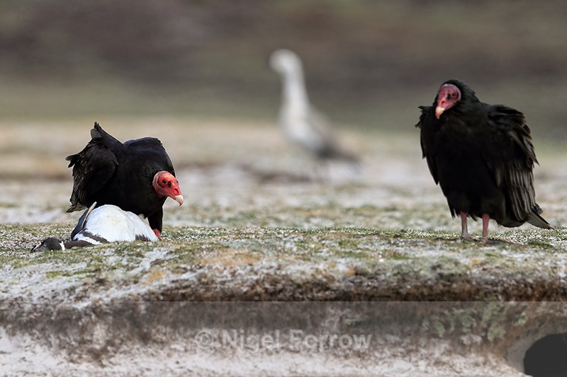 Turkey Vultures & dead Magellanic Penguin, Volunteer Point, Falklands - Turkey Vulture