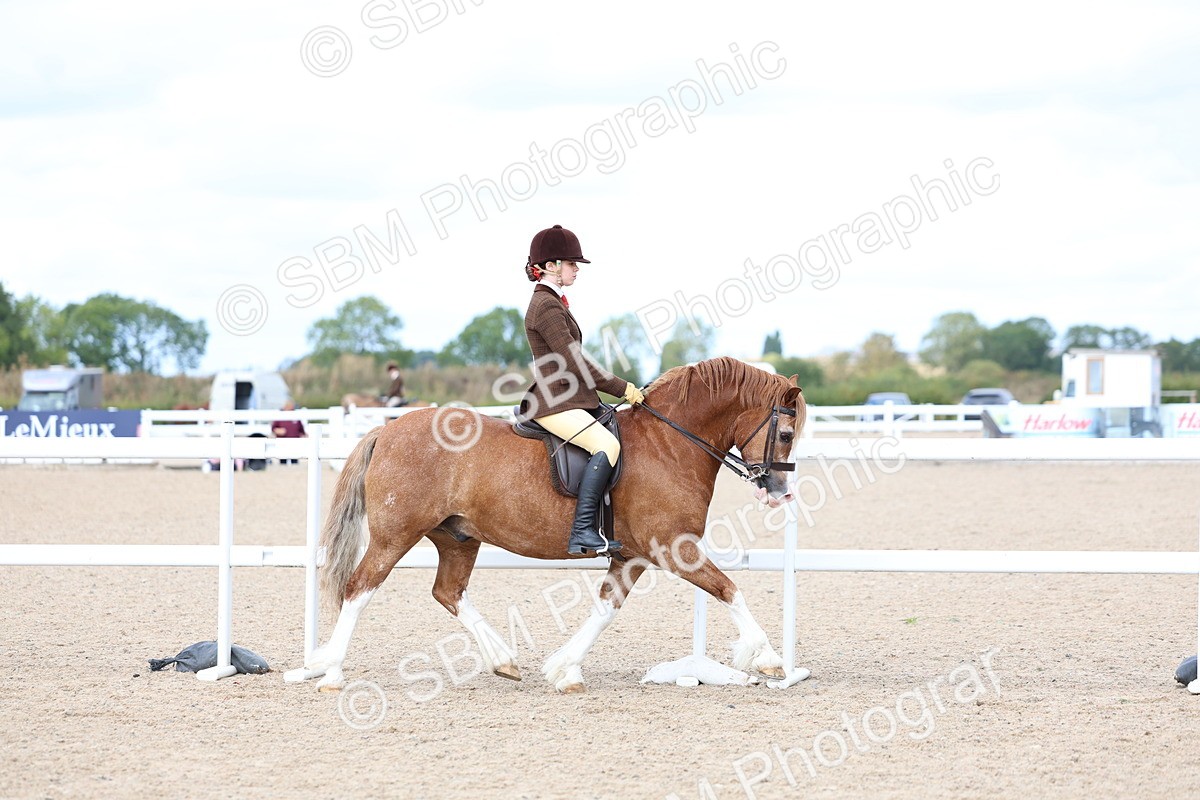 SBM_15764 - Class 314 - Family Horse - Pony
