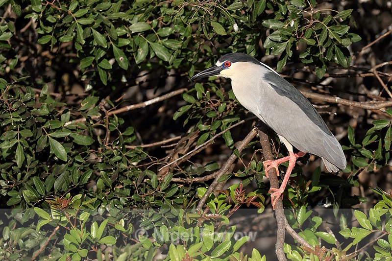 Black-crowned Night-Heron on island, Venice Rookery, Florida - Black-crowned Night-Heron